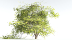 EVERYPlant Japanese Maple LowPoly 4 --18 Models--
