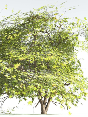 EVERYPlant Japanese Maple LowPoly 4 --18 Models--