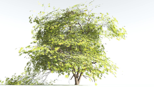 EVERYPlant Japanese Maple LowPoly 4 --18 Models--