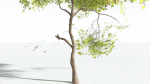 EVERYPlant Japanese Maple LowPoly 4 --18 Models--
