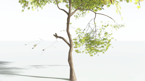 EVERYPlant Japanese Maple LowPoly 4 --18 Models--
