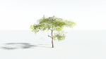EVERYPlant Japanese Maple LowPoly 4 --18 Models--