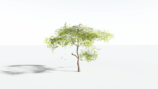 EVERYPlant Japanese Maple LowPoly 4 --18 Models--