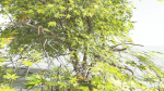 EVERYPlant Japanese Maple LowPoly 4 --18 Models--
