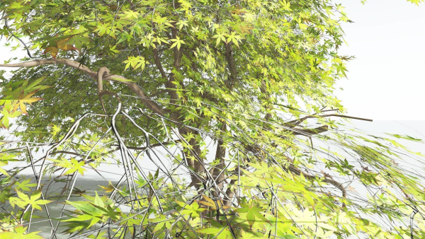 EVERYPlant Japanese Maple LowPoly 4 --18 Models--