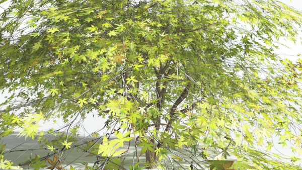 EVERYPlant Japanese Maple LowPoly 4 --18 Models--