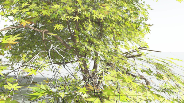 EVERYPlant Japanese Maple LowPoly 4 --18 Models--