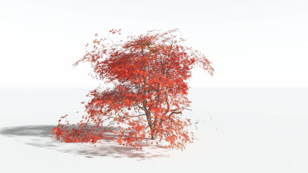 EVERYPlant Japanese Maple LowPoly 4 --18 Models--
