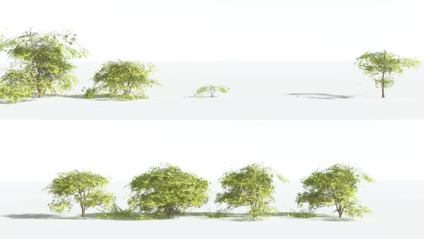 EVERYPlant Japanese Maple LowPoly 4 --18 Models--