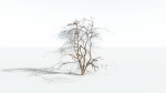 EVERYPlant Japanese Maple LowPoly 4 --18 Models--