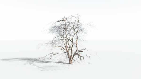 EVERYPlant Japanese Maple LowPoly 4 --18 Models--