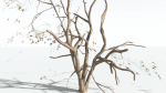 EVERYPlant Japanese Maple LowPoly 4 --18 Models--