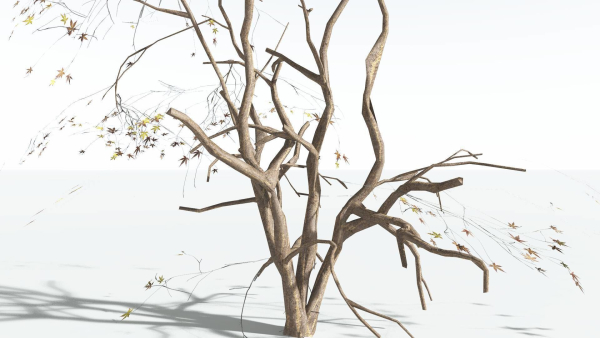EVERYPlant Japanese Maple LowPoly 4 --18 Models--