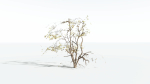 EVERYPlant Japanese Maple LowPoly 4 --18 Models--