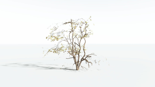EVERYPlant Japanese Maple LowPoly 4 --18 Models--