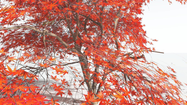 EVERYPlant Japanese Maple LowPoly 4 --18 Models--