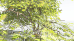EVERYPlant Japanese Maple LowPoly 4 --18 Models--