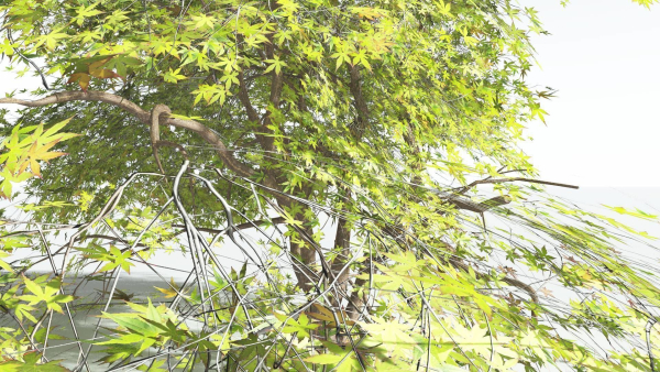 EVERYPlant Japanese Maple LowPoly 4 --18 Models--