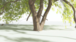 EVERYPlant Japanese Maple LowPoly 4 --18 Models--