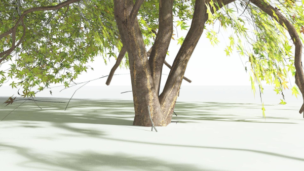 EVERYPlant Japanese Maple LowPoly 4 --18 Models--
