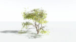 EVERYPlant Japanese Maple LowPoly 4 --18 Models--