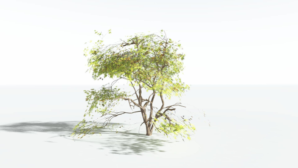 EVERYPlant Japanese Maple LowPoly 4 --18 Models--