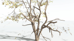 EVERYPlant Japanese Maple LowPoly 4 --18 Models--