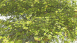 EVERYPlant Japanese Maple LowPoly 4 --18 Models--