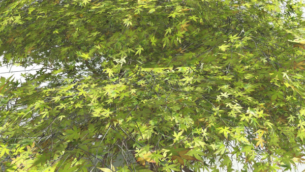 EVERYPlant Japanese Maple LowPoly 4 --18 Models--