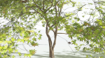 EVERYPlant Japanese Maple LowPoly 4 --18 Models--