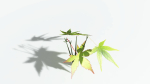 EVERYPlant Japanese Maple LowPoly 4 --18 Models--