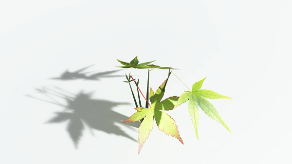EVERYPlant Japanese Maple LowPoly 4 --18 Models--