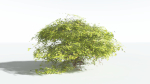 EVERYPlant Japanese Maple LowPoly 4 --18 Models--