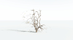 EVERYPlant Japanese Maple LowPoly 4 --18 Models--