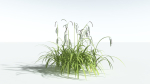 EVERYPlant Pendulous Sedge 2 --14 Models--