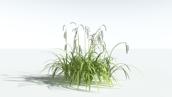 EVERYPlant Pendulous Sedge 2 --14 Models--