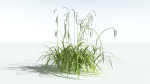EVERYPlant Pendulous Sedge 2 --14 Models--