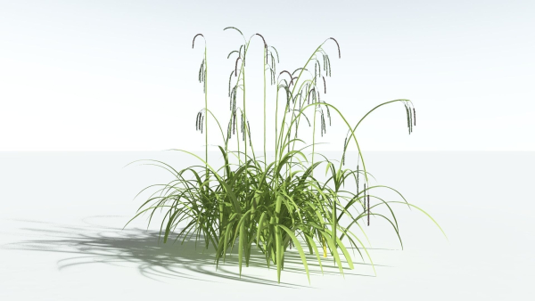 EVERYPlant Pendulous Sedge 2 --14 Models--
