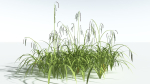 EVERYPlant Pendulous Sedge 2 --14 Models--