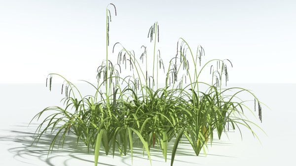 EVERYPlant Pendulous Sedge 2 --14 Models--