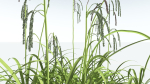 EVERYPlant Pendulous Sedge 2 --14 Models--
