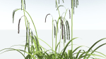 EVERYPlant Pendulous Sedge 2 --14 Models--