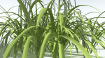 EVERYPlant Pendulous Sedge 2 --14 Models--