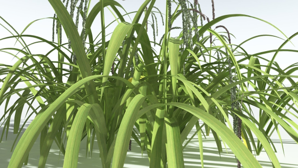 EVERYPlant Pendulous Sedge 2 --14 Models--