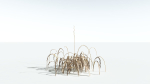 EVERYPlant Pendulous Sedge 2 --14 Models--