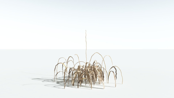 EVERYPlant Pendulous Sedge 2 --14 Models--