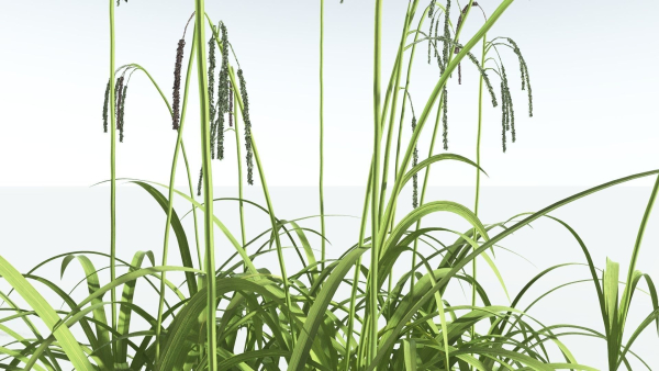 EVERYPlant Pendulous Sedge 2 --14 Models--