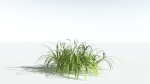 EVERYPlant Pendulous Sedge 2 --14 Models--