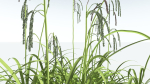 EVERYPlant Pendulous Sedge 2 --14 Models--