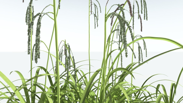 EVERYPlant Pendulous Sedge 2 --14 Models--